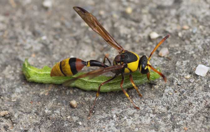 蜾蠃是什么昆虫？俗称细腰蜂，古人也将其称作“螟蛉虫”！