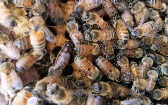 黑色的蜜蜂有毒吗？除雄蜂外都有毒，但毒性比胡蜂(马蜂)弱！