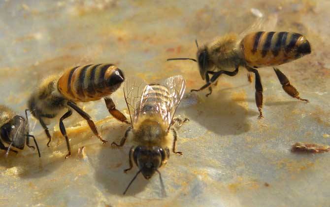蜜蜂能活多久？蜂王最长能活8年以上，工蜂最短只能活28天！