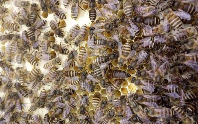 蜜蜂有多少种类？蜜蜂属昆虫的统称，全世界一共有9种蜜蜂！