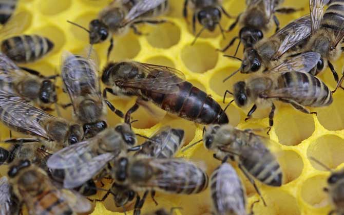 蜜蜂怎么过冬？在蜂巢中结成蜂团，并依靠巢内储蜜维持生存！