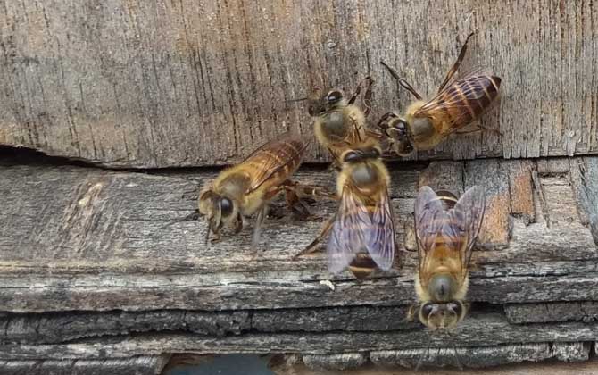 网上购买蜜蜂怎样过箱？操作很简单，但过箱后要提防蜂群飞逃！