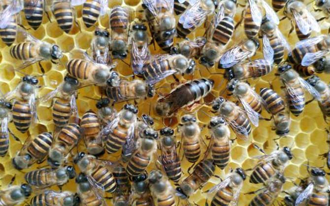 中蜂蜂王价格多少钱一只？品种不同，中蜂蜂王的价格也不同！