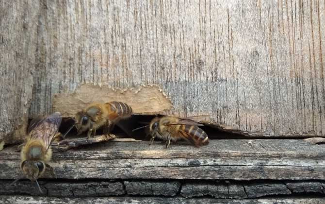 最牛诱蜂的诀窍，了解蜜蜂习性最关键，否则蜂箱烂了都诱不到！