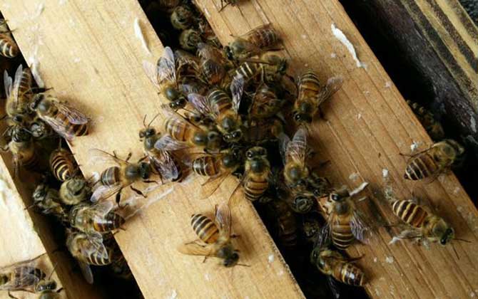 冬天蜜蜂怎么喂养糖水？