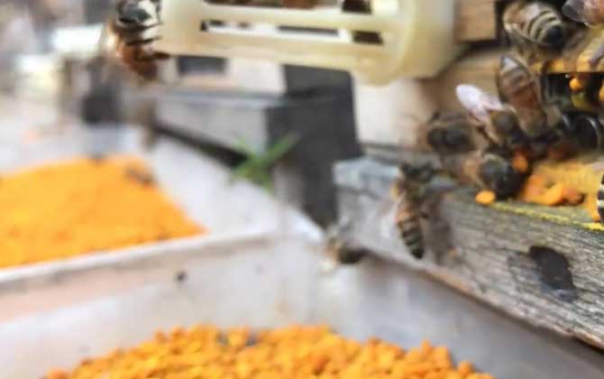 蜂花粉可以做面膜吗？