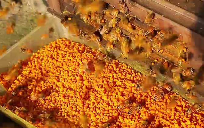 荷花粉是什么？
