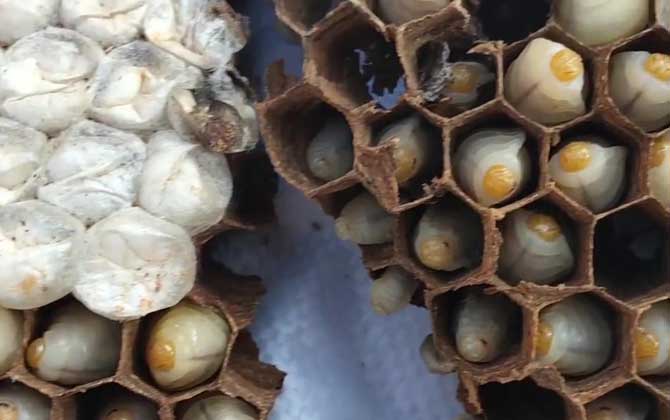 冬天马蜂窝里有蜂蛹吗？