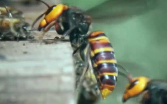 金环胡蜂和虎头蜂有什么区别？