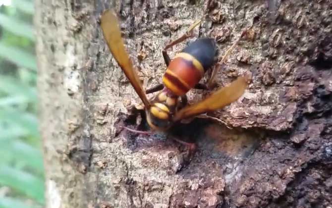 黑尾胡蜂什么时候蜂蛹最多？