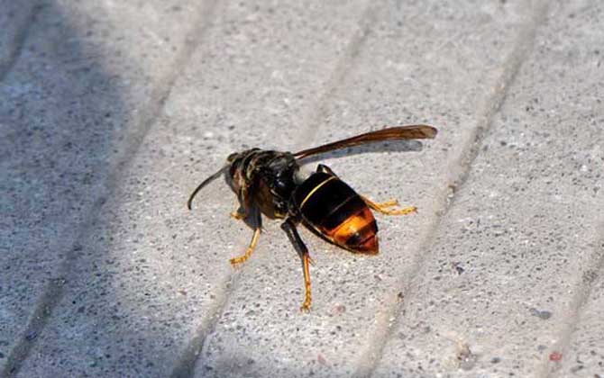 黄脚胡蜂的毒性大吗？