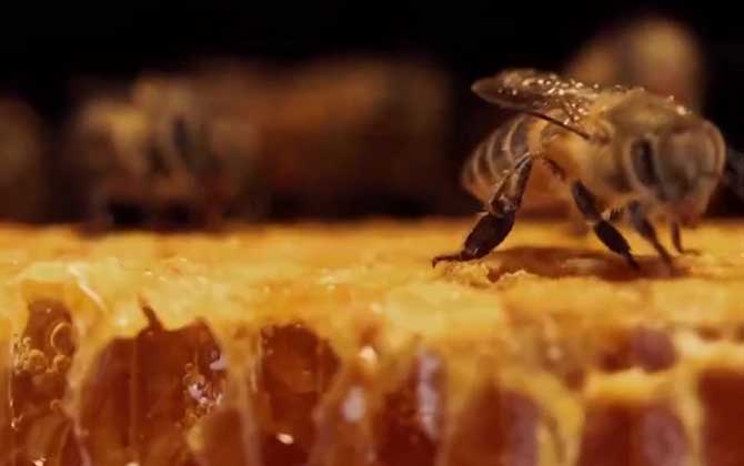 中华蜜蜂是什么蜂？