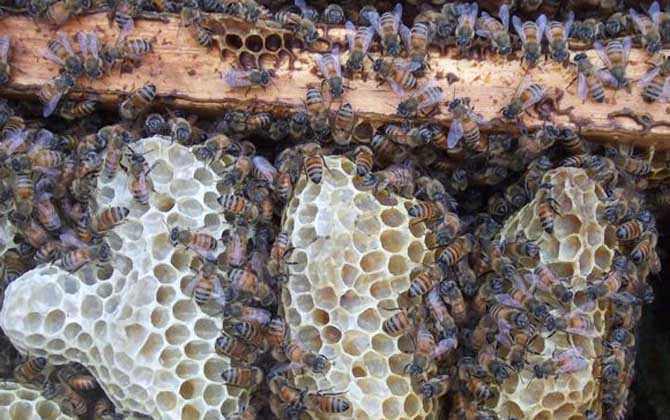 中华蜜蜂饲料及饲喂方法