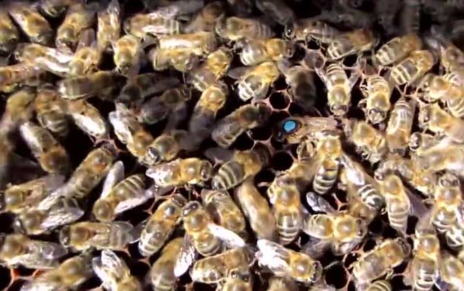 意蜂一直喂会不会加快繁殖？