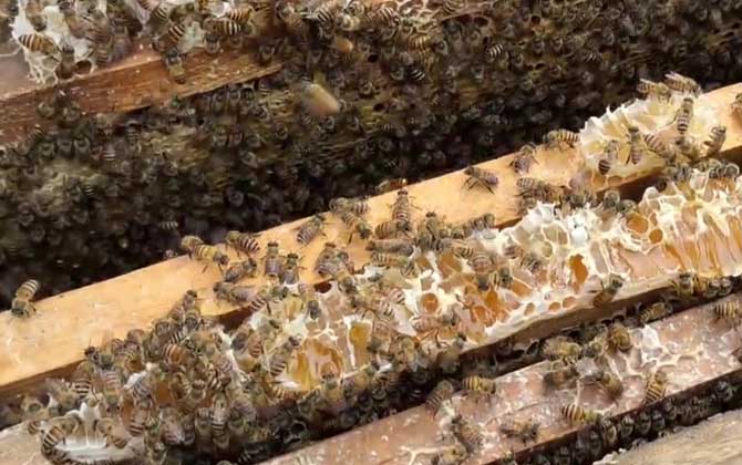 新手如何在家养好蜜蜂？