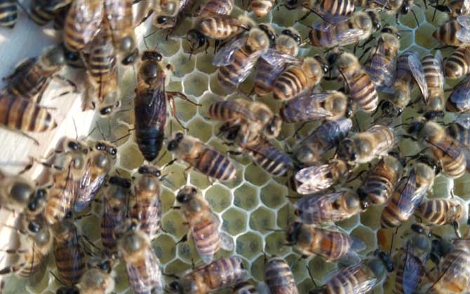 买一只蜂王就可以引来蜜蜂吗？