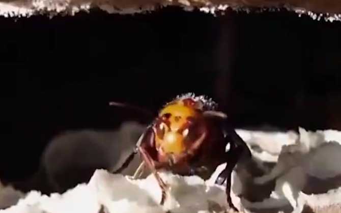 虎头蜂吃什么食物？