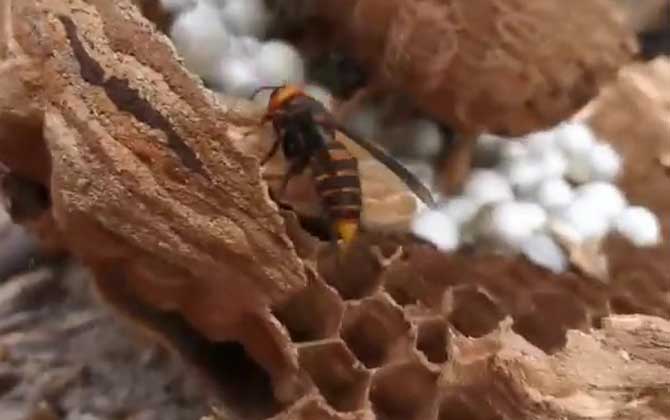 中国大虎头蜂蜂王寿命有多久？