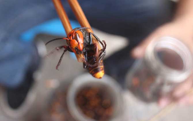 中国大虎头蜂酒