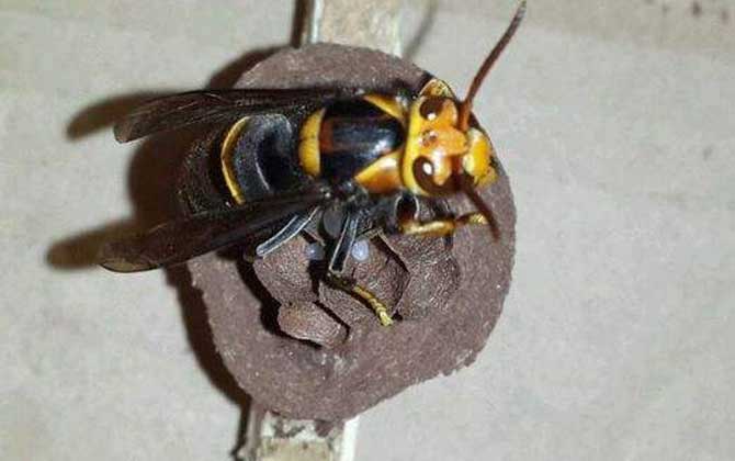 黄脚虎头蜂吃蜜蜂吗？