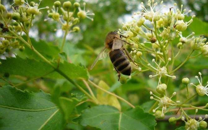 蜜源植物是什么意思？