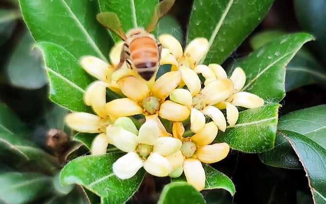 海桐花是蜜源植物吗？