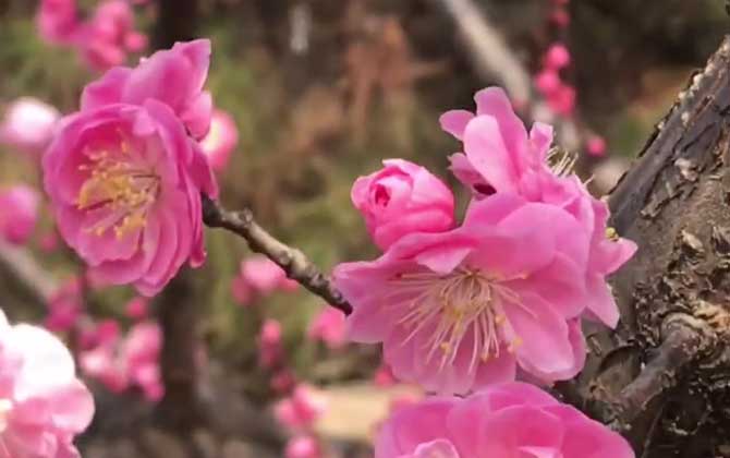 梅花是什么植物？