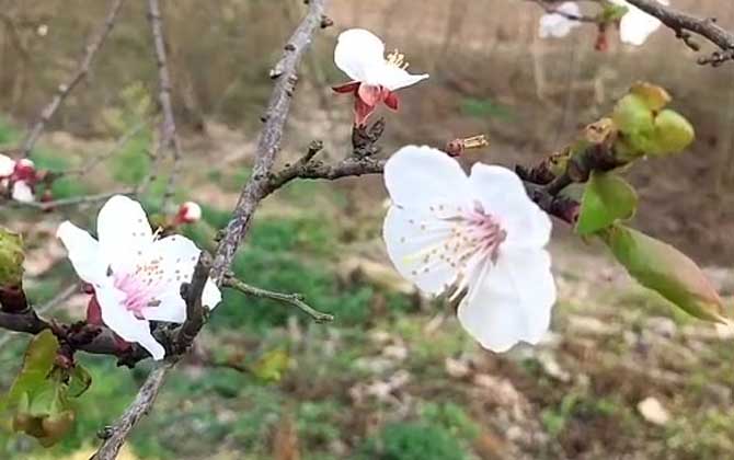 梅花什么时候开花？