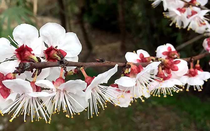 梅花