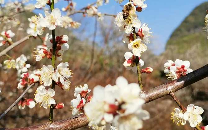梅花是蜜源植物吗？