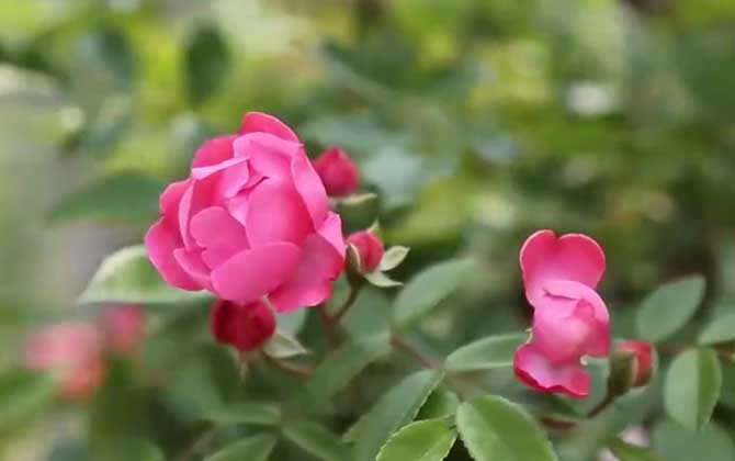 蔷薇花是蜜源植物吗？