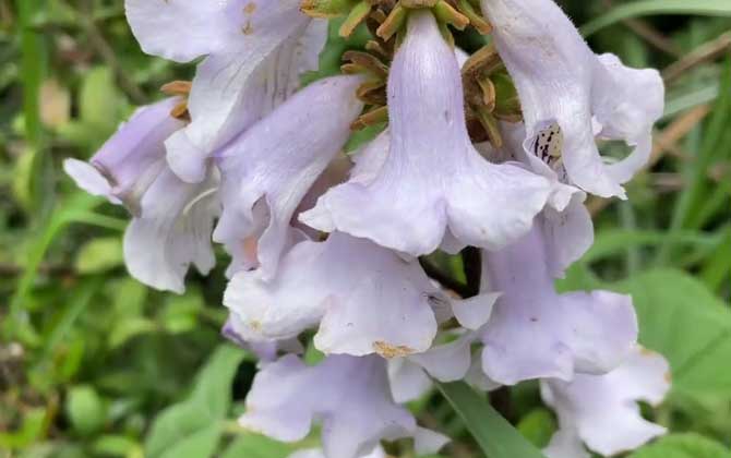 泡桐树什么时候开花？