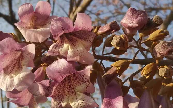 泡桐树是蜜源植物吗？