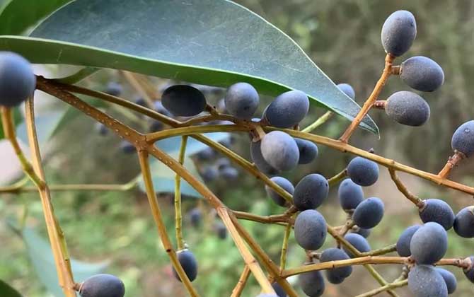 大叶女贞是什么植物？