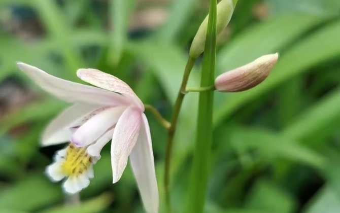 白芨是什么植物？