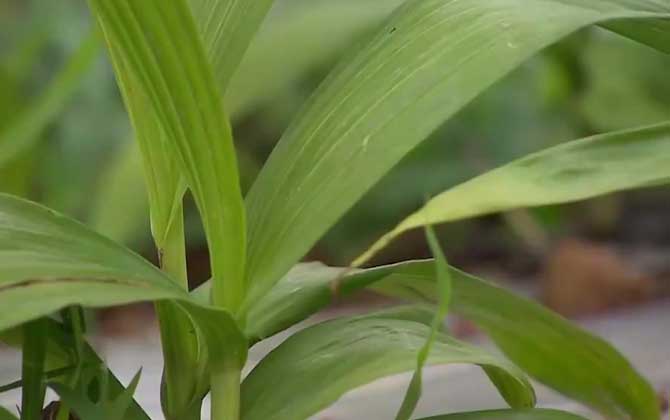 白芨种植技术及病害防治