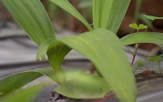 白芨种植前景怎么样？