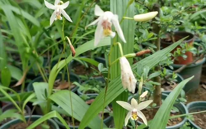 白芨什么时候开花？