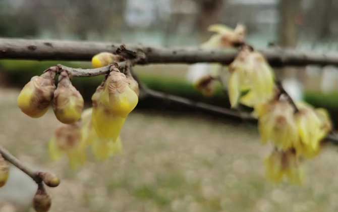 腊梅花