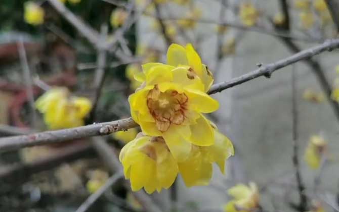 腊梅花是蜜源植物吗？