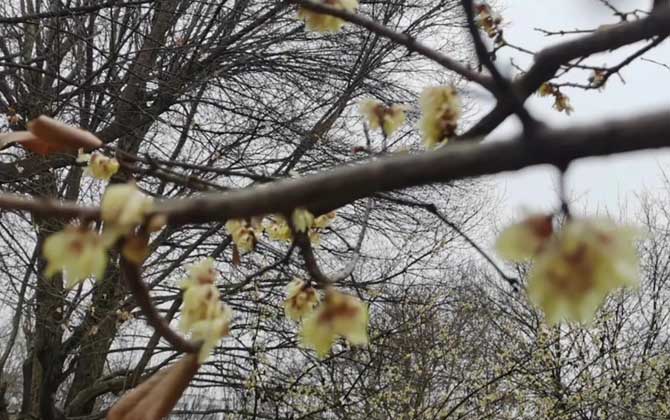 腊梅花