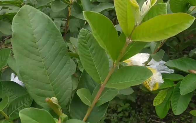 芭乐树是蜜源植物吗？