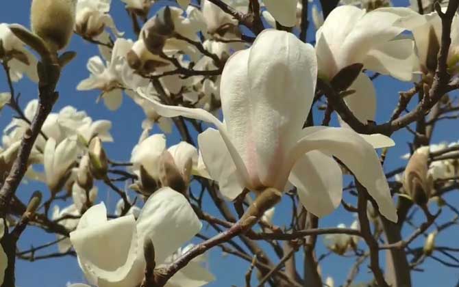 白玉兰花什么时候开花？