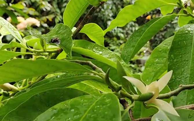 白兰花是什么植物？