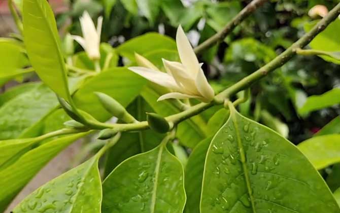 白兰花的花语及象征意义