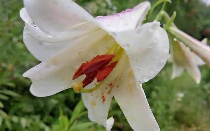 百合花的养殖方法和注意事项