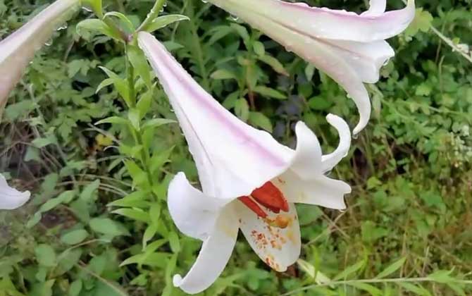 百合花是蜜源植物吗？