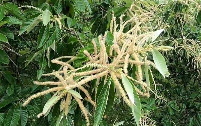 板栗树是蜜源植物吗？