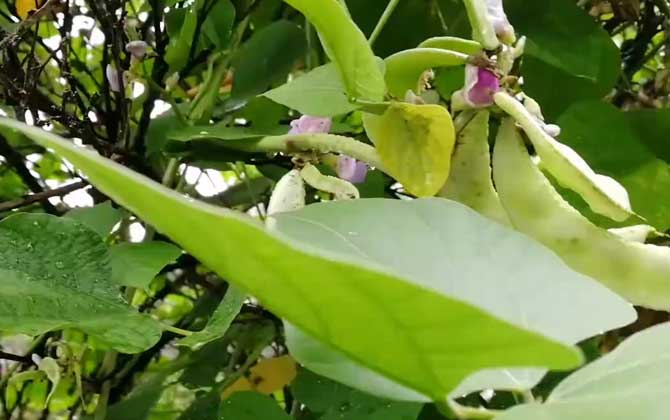 白扁豆是什么植物？