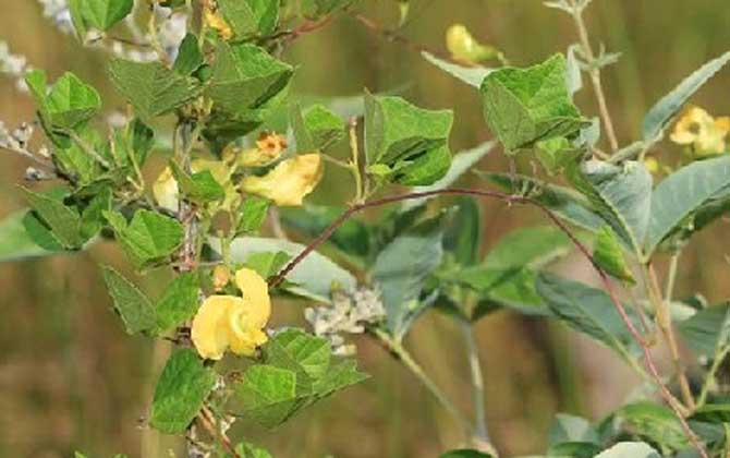 野扁豆是什么植物？